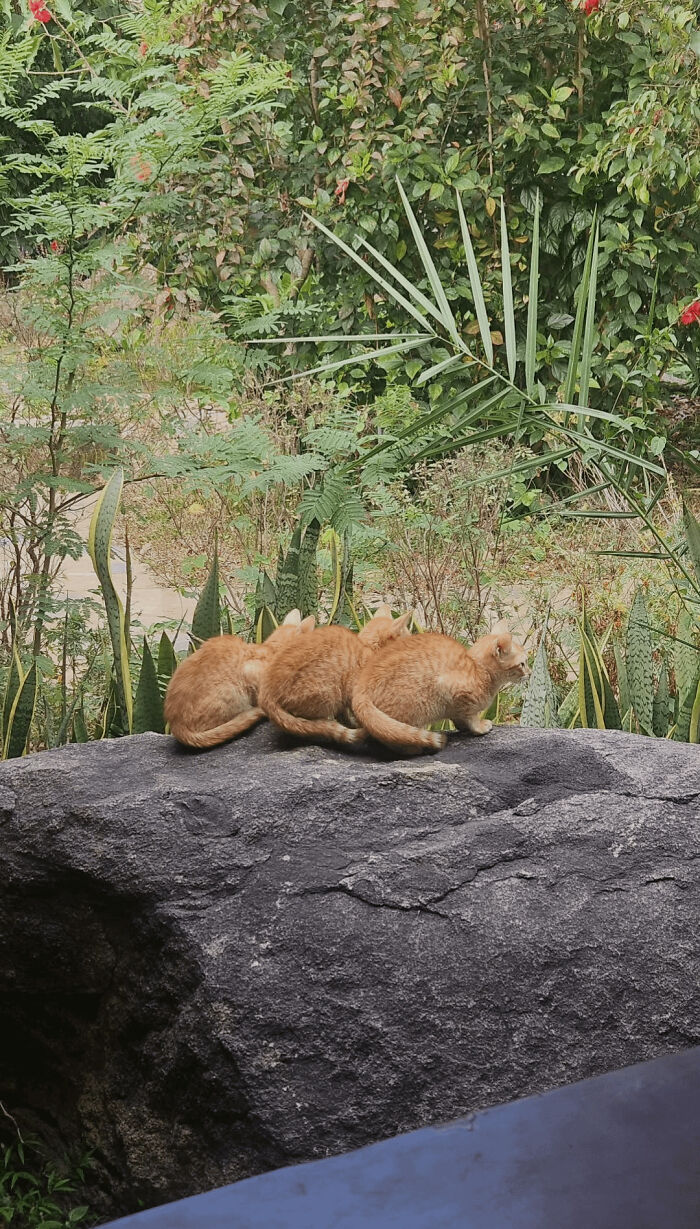 Three orange cats huddled together on a large rock surrounded by lush greenery during a cat councils session.