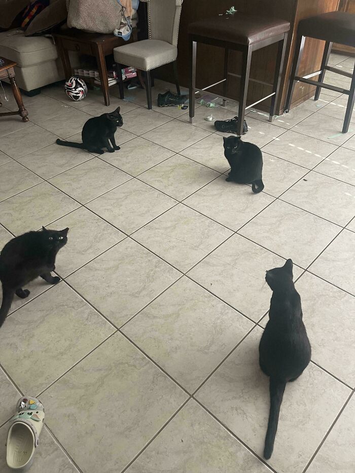 Four black cats arranged on a tiled floor appearing like a cat council caught mid-plotting session indoors.