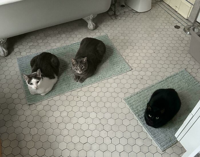 Three cats sitting on bath mats in a bathroom, appearing like a cat council in a quiet plotting session.
