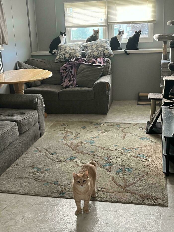 Six cats in a living room with four on a windowsill and one in front, appearing in a feline council plotting session.