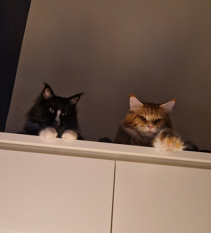 Two cats leaning over a ledge, appearing thoughtful during a cat councils plotting session indoors.