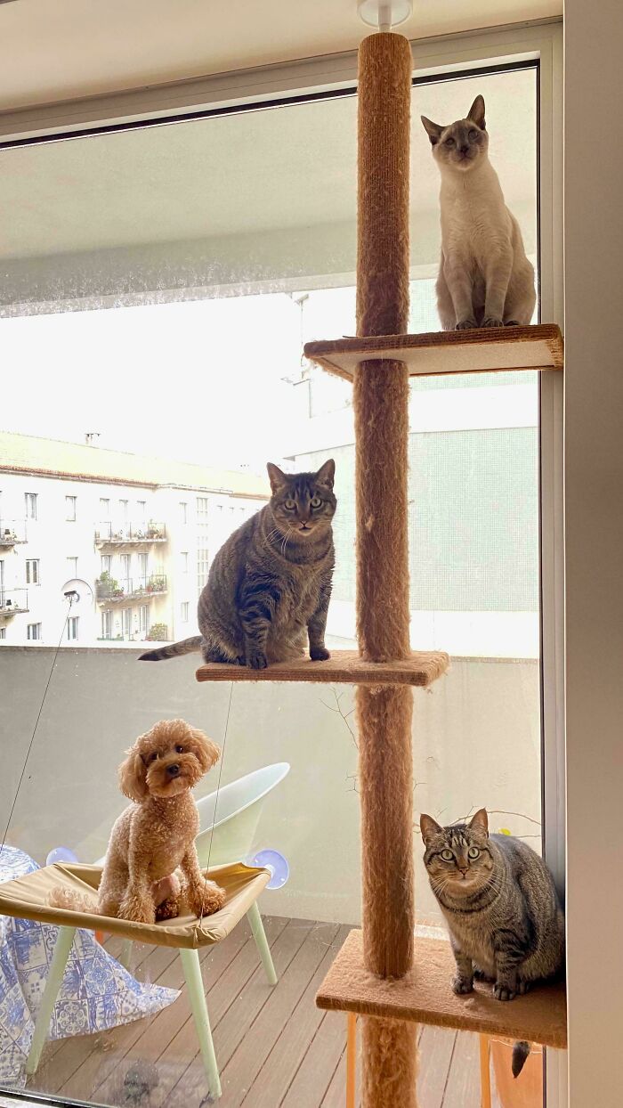 Three cats and one dog on a cat tree and chair, captured in a candid moment during a cat councils plotting session.