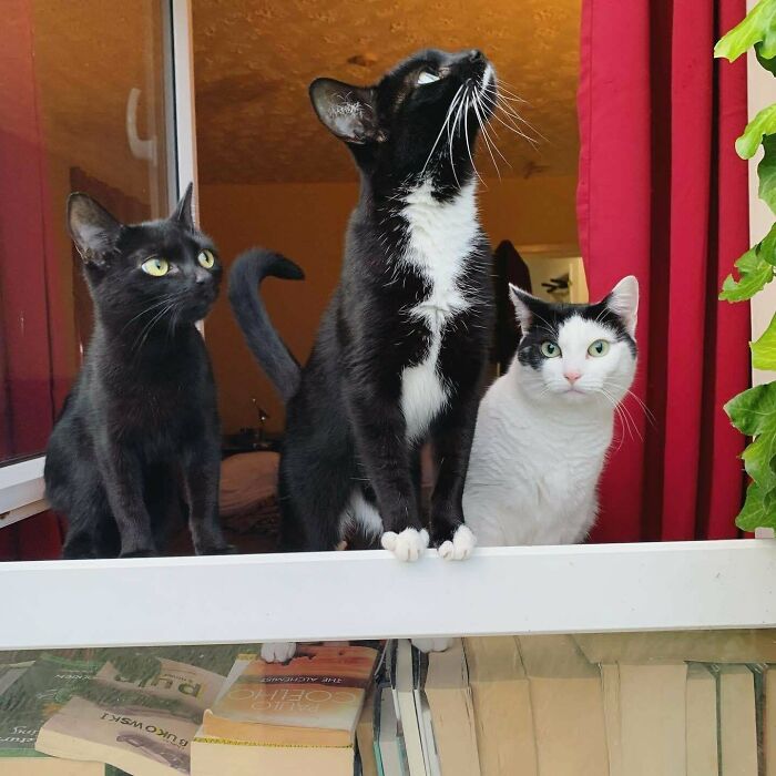 Three cats on a windowsill appearing attentive and focused during a cat councils plotting session indoors.