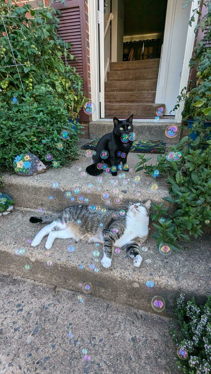Two cats on outdoor steps surrounded by bubbles, appearing to be in a cat council plotting session in a garden setting.