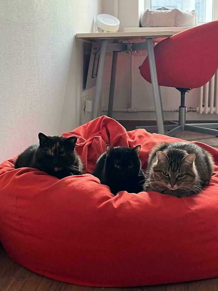 Three cats resting on a red beanbag, appearing as a cat council caught midway through a plotting session.