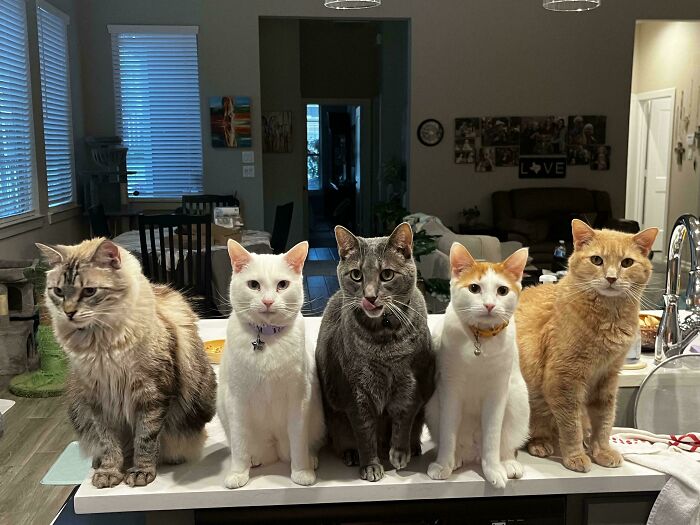 Five cats sitting in a row on a kitchen counter, resembling a cat council caught midway through a plotting session.
