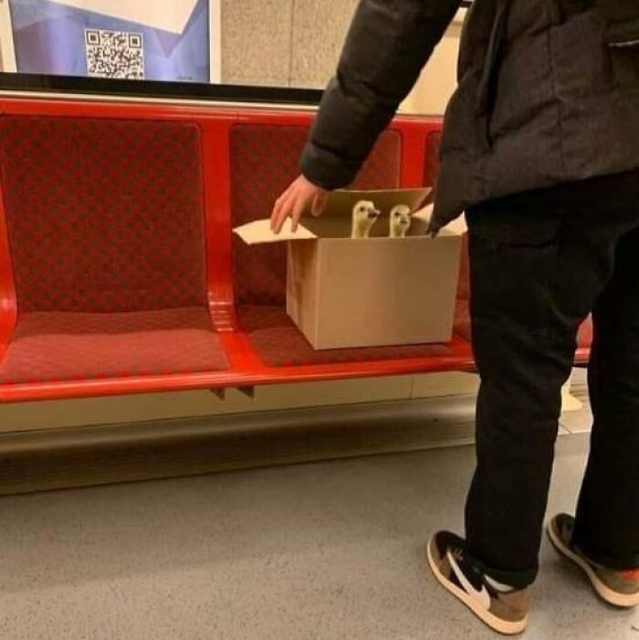 Person placing a box with two birds on a red bench, a funny Eastern Europe relatable moment captured in public transport.