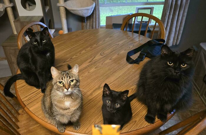 Four cats sitting on a wooden table in a home, captured during a cat councils plotting session with attentive expressions.