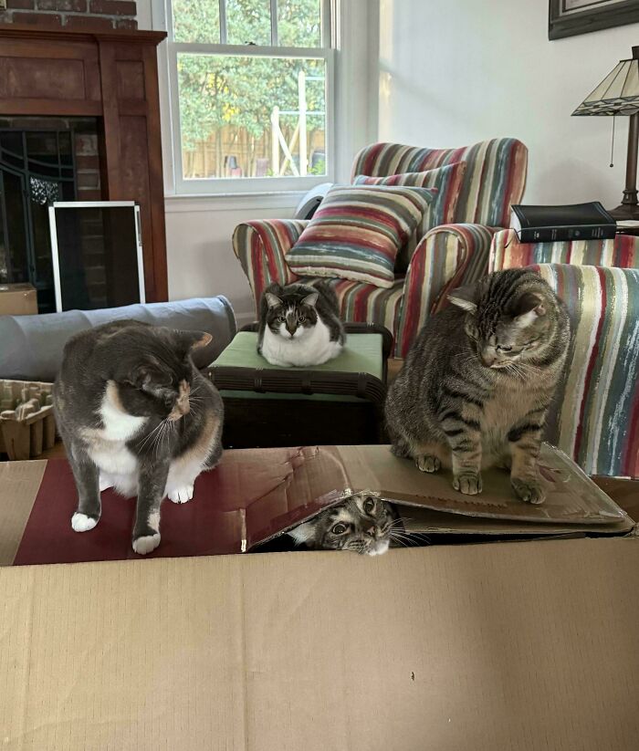 Four cats in a living room acting like a cat council plotting inside and around a partially opened cardboard box.