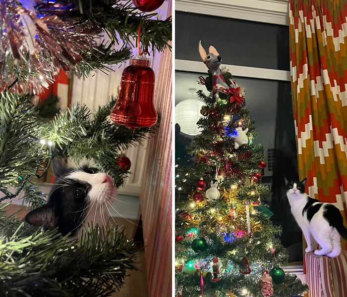 Black and white cat curiously exploring a decorated Christmas tree with colorful lights and festive ornaments.