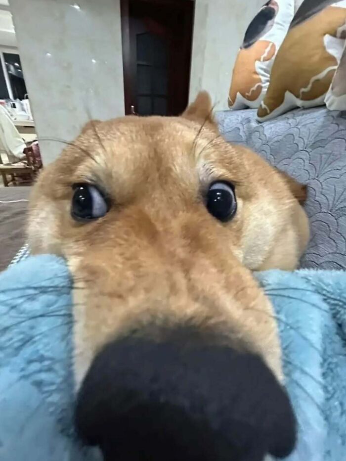 Close-up of a funny and adorable dog with wide eyes resting on a blue blanket, showcasing pet cuteness and charm.