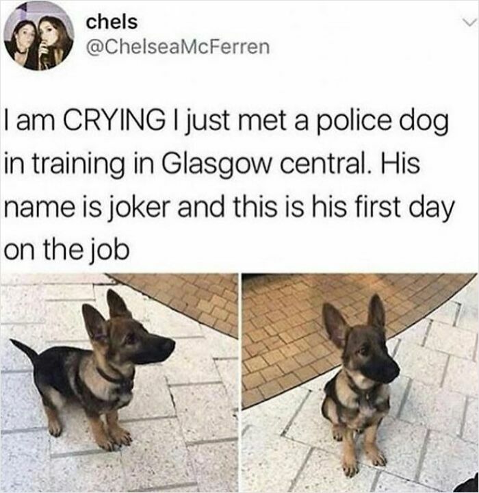 Cute dogs posts showing a young police dog named Joker on his first day of training in Glasgow central.