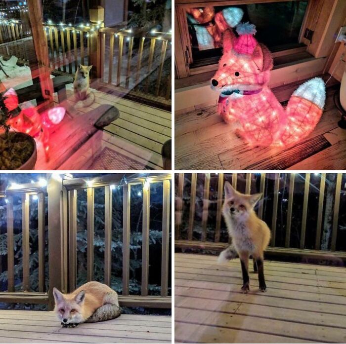 Foxes visiting a porch decorated with holiday lights and a glowing fox decoration during winter nights.