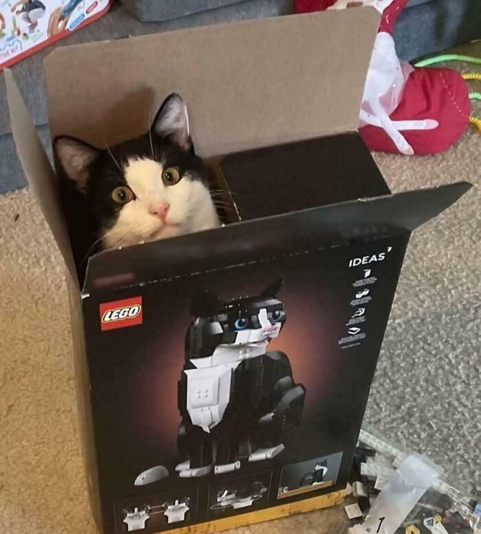 Black and white cat sitting inside a LEGO cat box, capturing a funny picture that shows the weirdness of 2025.
