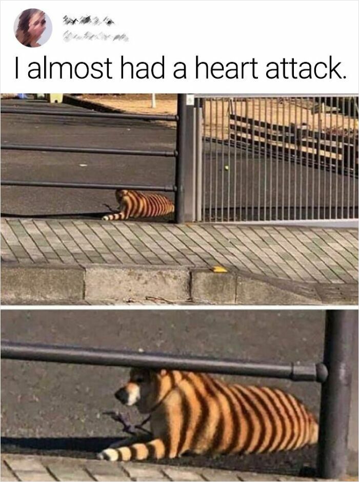 A cute dog blending with striped shadows on pavement, creating an illusion resembling a tiger in cute dogs posts.