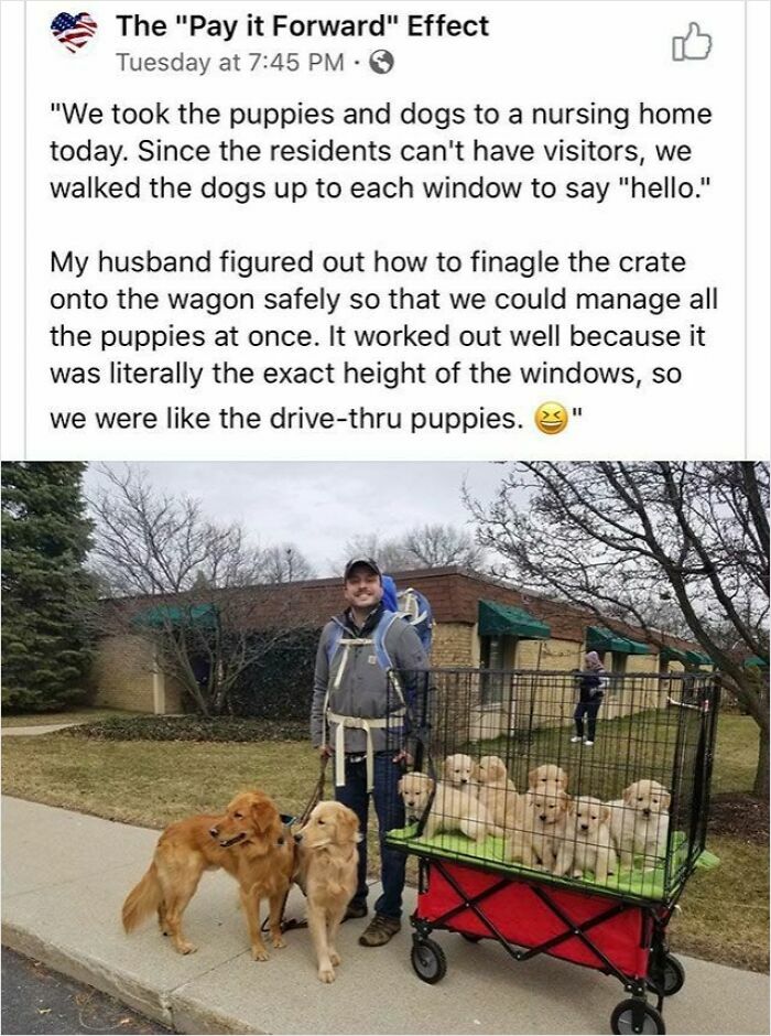 Man with two golden retrievers and a wagon full of puppies outside a nursing home in a cute dogs posts story.