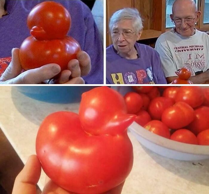 Unique tomato shaped like a rubber duck discovered, capturing attention as an interesting and unusual sight shared online.