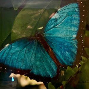 butterfly_2 avatar