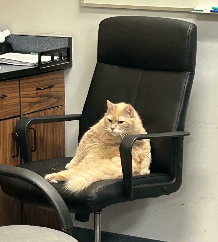 A fluffy cat sitting awkwardly on a black office chair, capturing the funny pictures and weirdness of 2025.