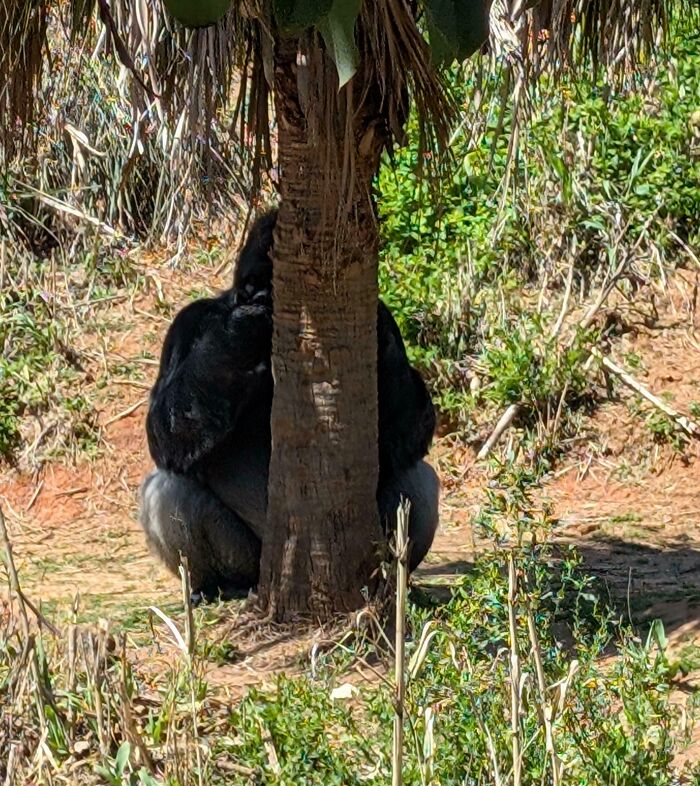 Gorilla partially hidden behind a tree in a sunny outdoor setting, one of the funny pictures capturing weirdness of 2025.