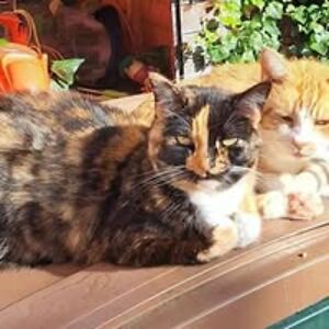 shornsby202020 avatar