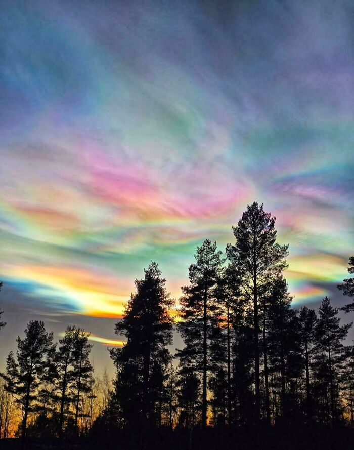 Colorful iridescent clouds above tall trees at sunset, showcasing impressive natural phenomena that leave people in awe.
