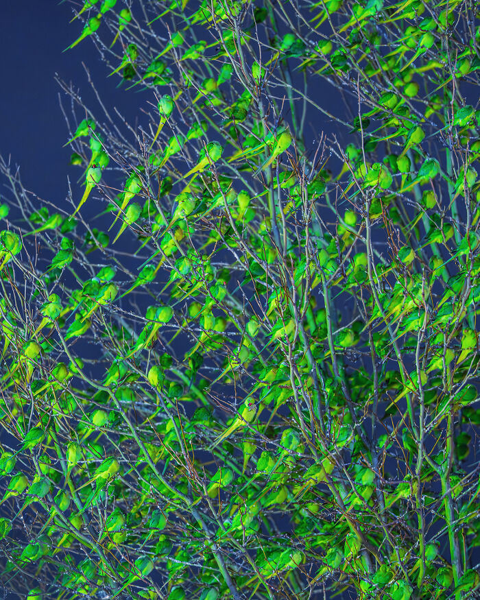 Don't Be Fooled, You See Leaves On A Tree In London In Winter, Not 1,000 Green Parrots