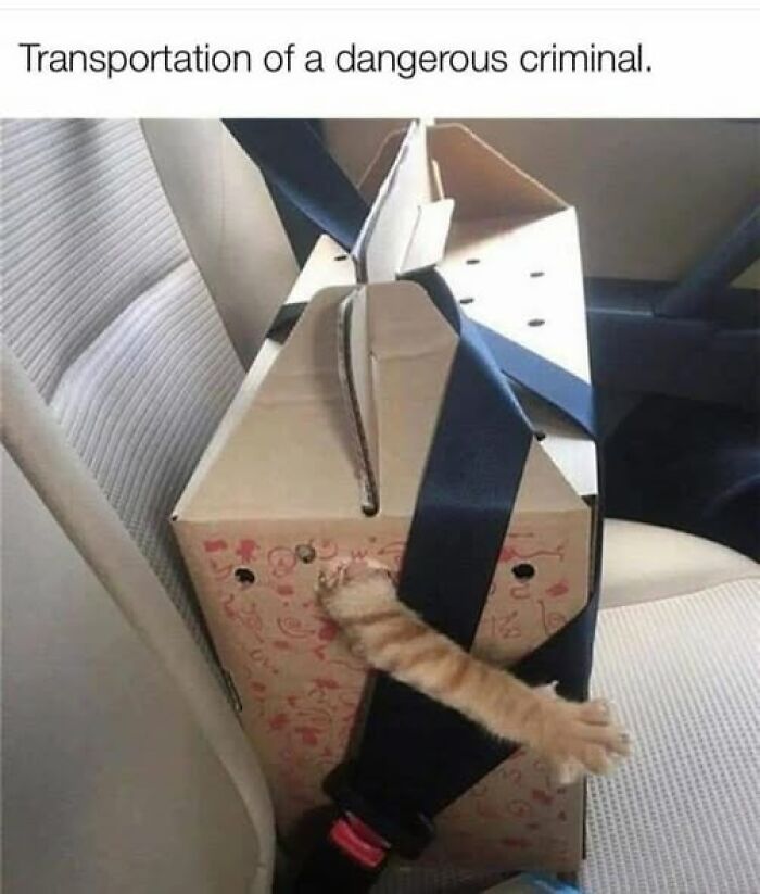 Cat owner secures pet behaving like a jerk inside a cardboard box with a seatbelt on a car seat.
