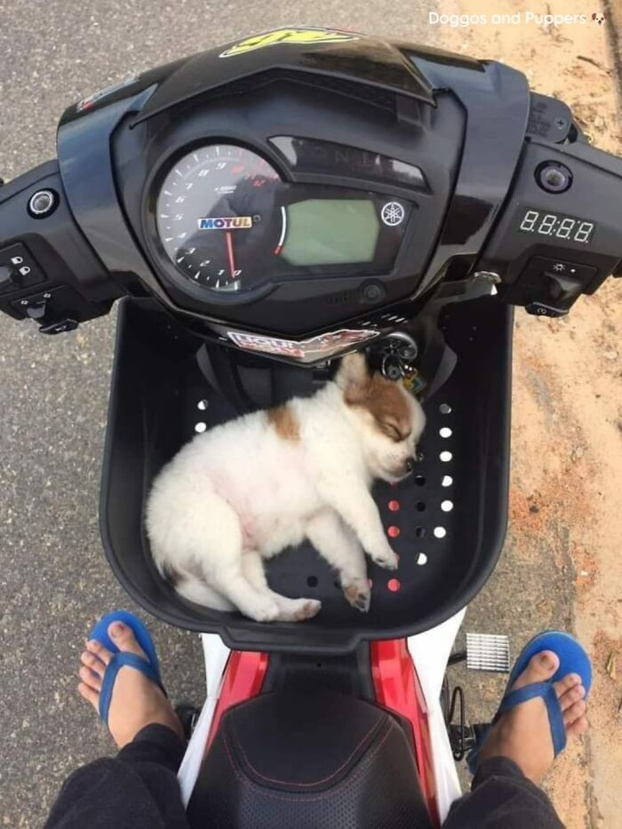 Sleeping puppy resting in the front basket of a scooter, showcasing adorable cute dogs posts in a peaceful moment.