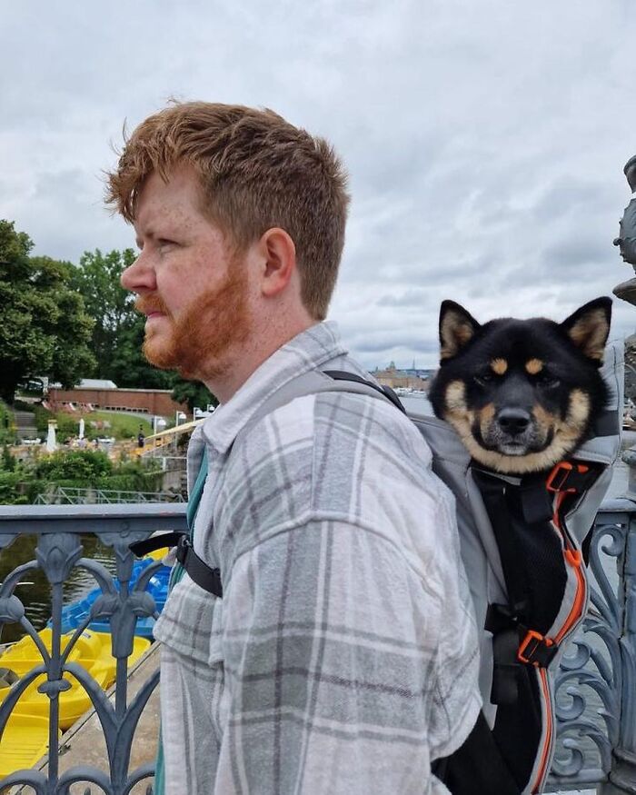Man wearing a backpack with a black and tan dog inside, enjoying city adventures near a river and park area.