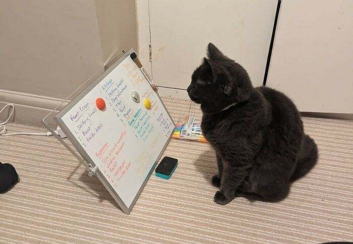 Black cat sitting on carpet staring at a whiteboard with colorful handwritten notes in a bizarre neighbor window scene.