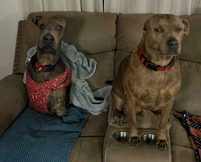 Two dogs with red collars sitting on a couch, one wearing a red harness, capturing a funny gag gift moment.