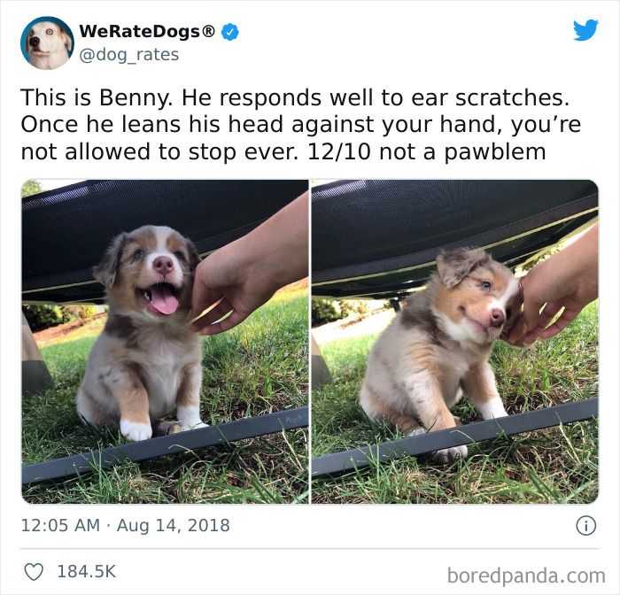 Cute dogs posts showing a fluffy puppy enjoying ear scratches outdoors, leaning its head against a hand affectionately.