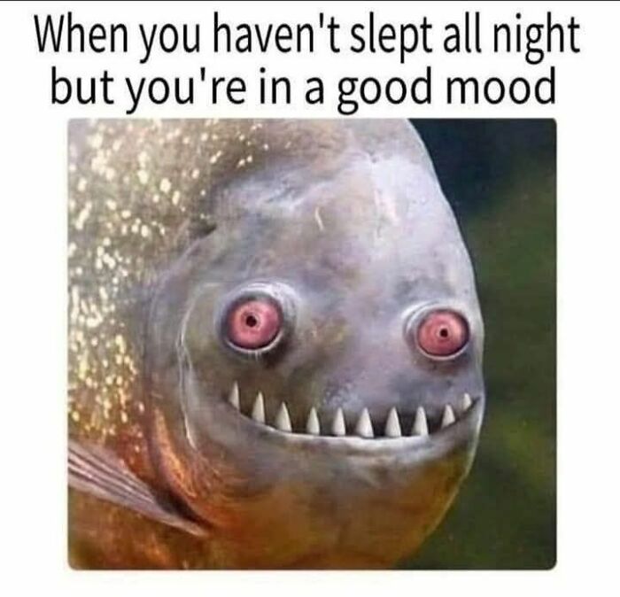 Close-up of a quirky fish with red eyes and sharp teeth, part of cute and sweet animal memes to make you smile.