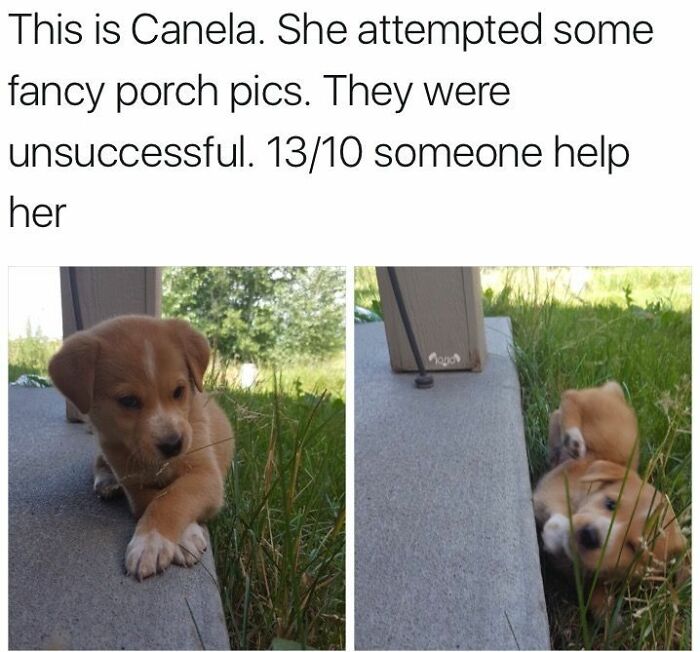 Cute dogs posts featuring a puppy named Canela trying and failing to take fancy porch pictures outdoors.