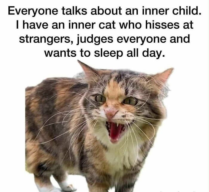 Angry cat hissing with humorous text about an inner cat who judges strangers and wants to sleep, cute and sweet animal memes.