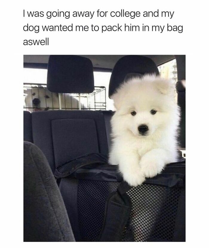 Fluffy white puppy sitting in a car seat carrier, looking cute and ready to be packed for a trip. cute dogs posts