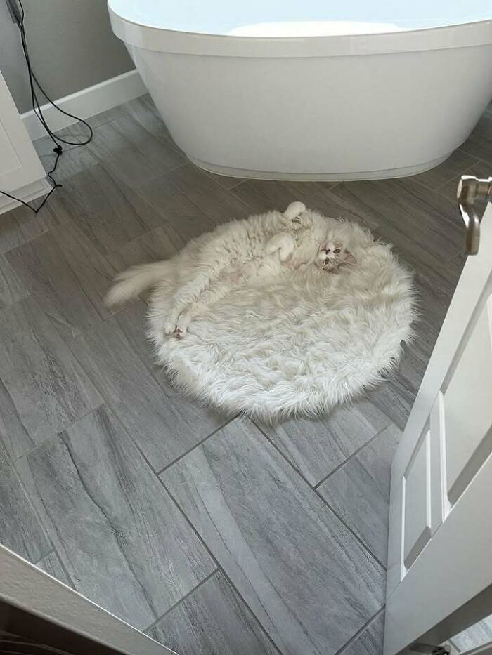Fluffy cat lying on a round white rug in a bathroom with gray tiled floor, creating a random funny moment.