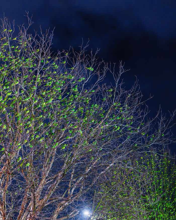 Don't Be Fooled, You See Leaves On A Tree In London In Winter, Not 1,000 Green Parrots