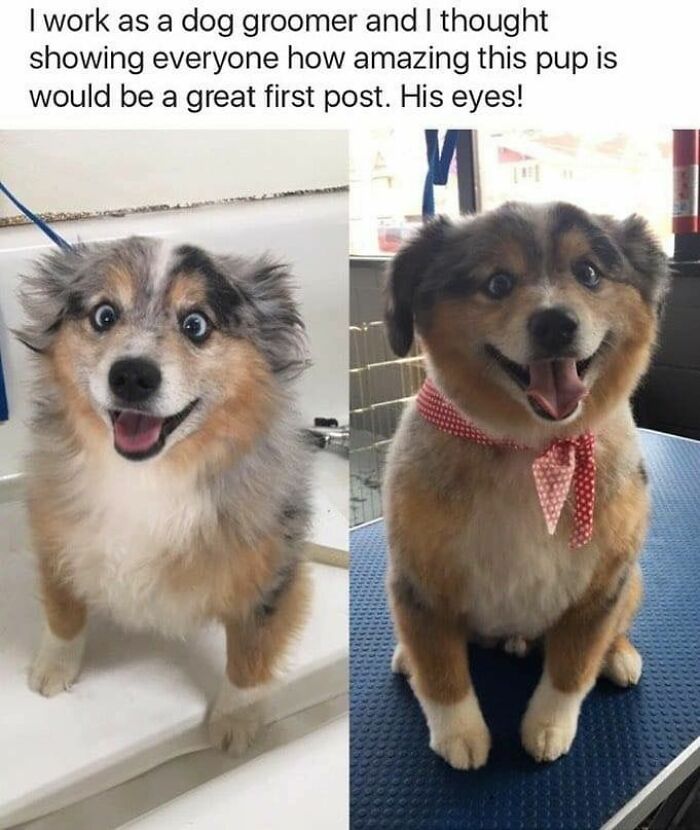 Cute dogs posts showing a happy dog before and after grooming, highlighting its bright eyes and joyful expression.