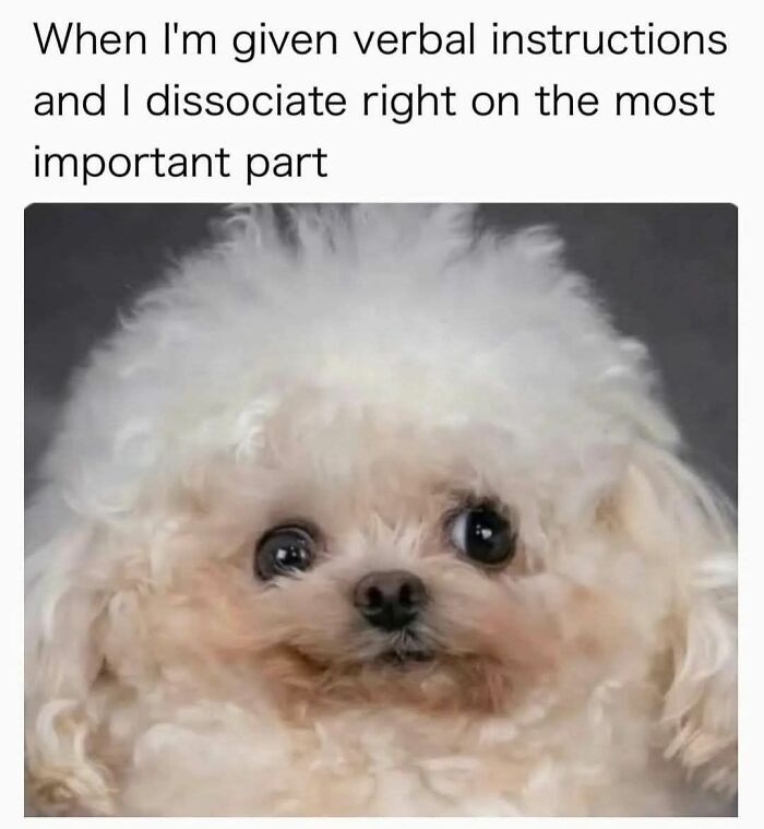 Fluffy white dog with big eyes expressing confusion in a cute and sweet animal meme to make you smile.