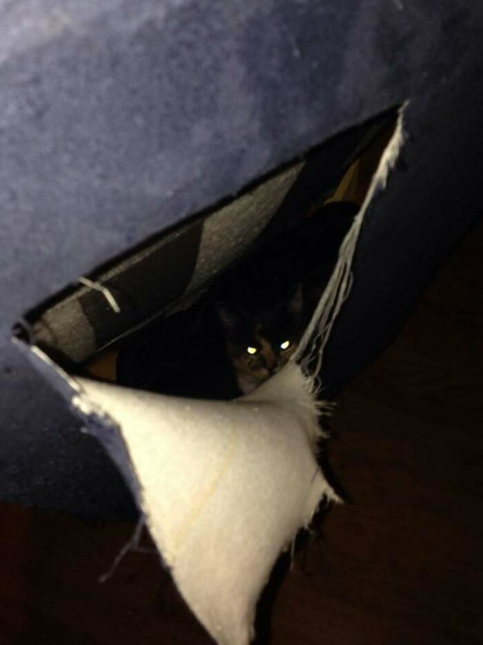 Cat hiding inside torn fabric with glowing eyes in a random pic that makes you laugh before you know why.