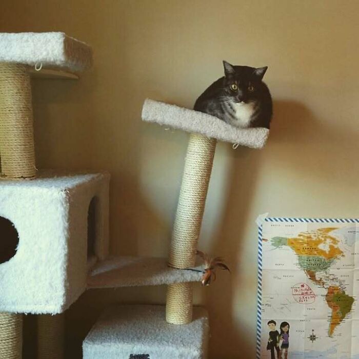 Black and white cat perched on an angled platform of a multi-level cat tree in a cozy room, funny random pics theme