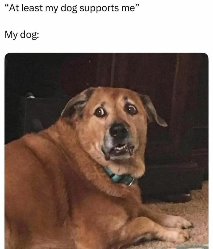 Brown dog with a surprised expression lying on the floor, one of the cute and sweet animal memes to give you a reason to smile today