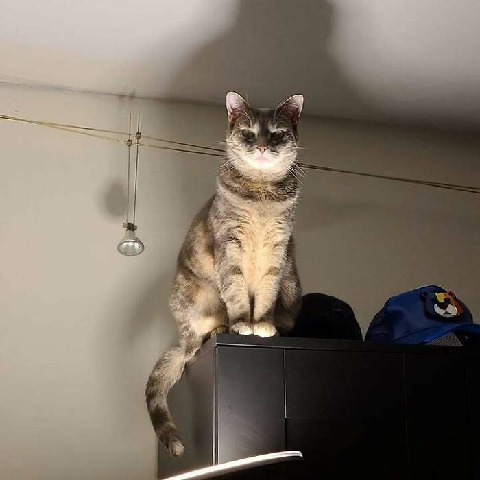 Cat sitting on a cabinet casting a funny shadow that looks like a bat in random pics that make you laugh.