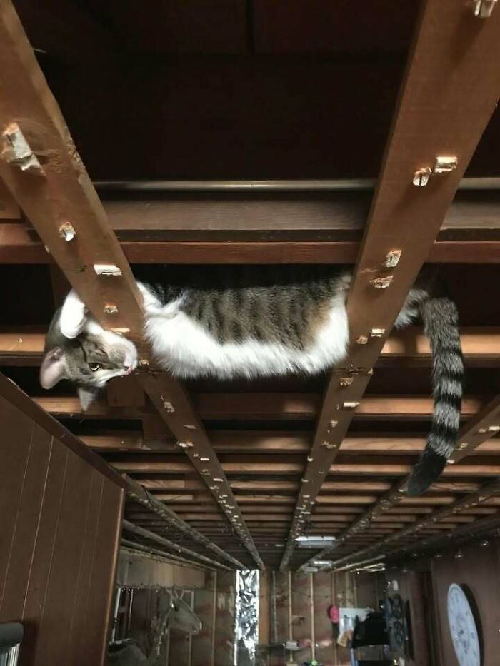 Cat lying stretched out between wooden beams in a basement creating a random and funny visual moment.