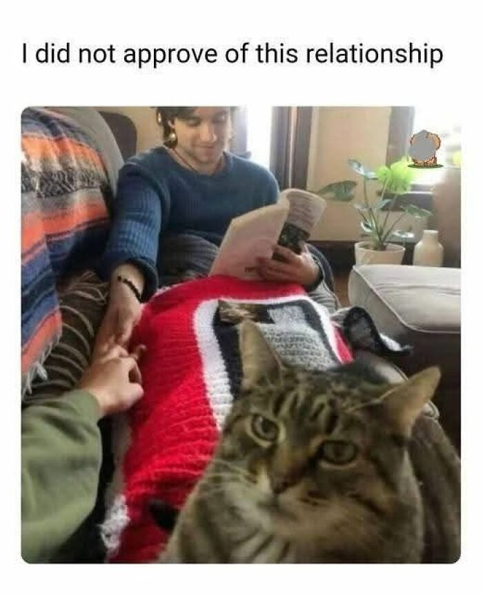 Tabby cat looking displeased in front of a couple holding hands, a cute and sweet animal meme to make you smile today.