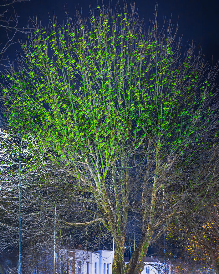 Don't Be Fooled, You See Leaves On A Tree In London In Winter, Not 1,000 Green Parrots