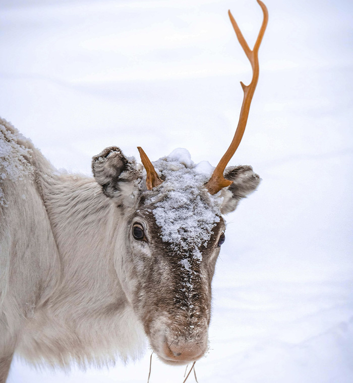 Reindeer in snowy environment, with antlers covered in snow, illustrating gender discussion of Rudolph&rsquo;s reindeer.