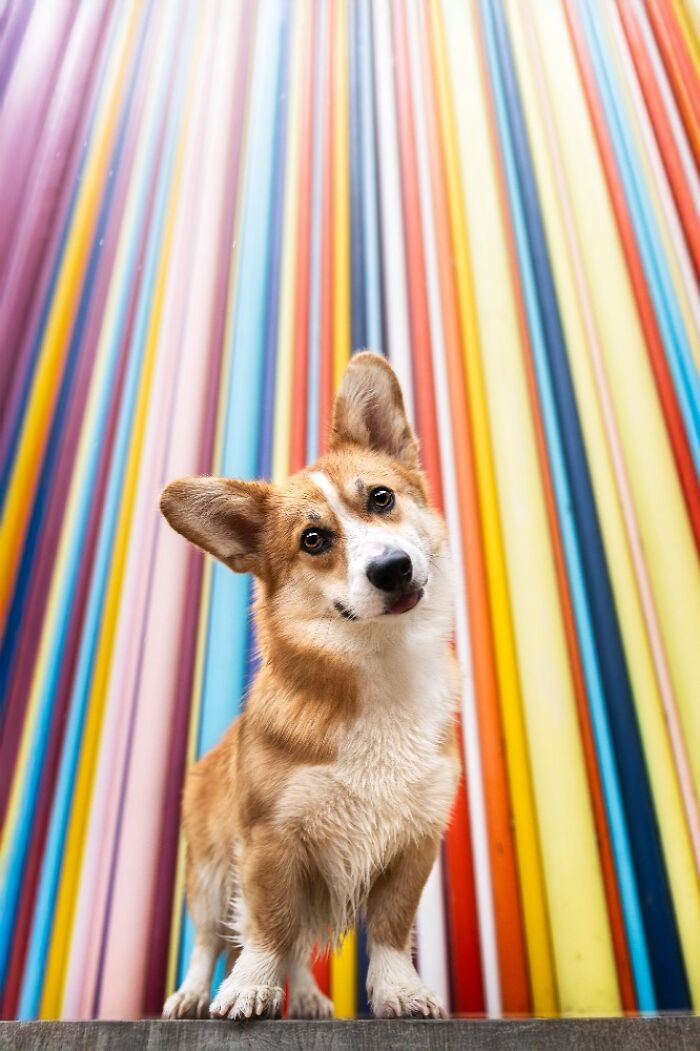 Corgi dog posing in front of colorful striped wall in one of the best dog photos from international pet photography awards.